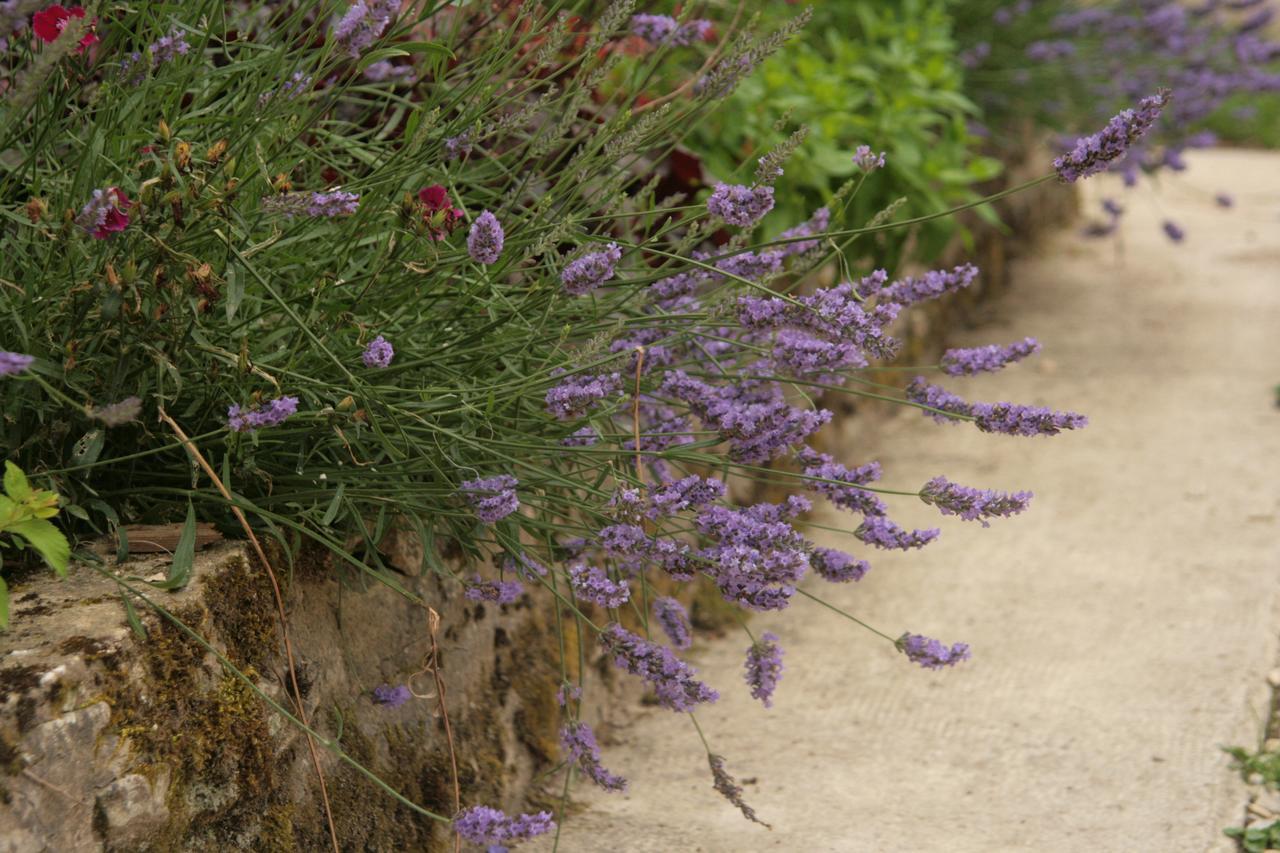 Domaine Des Douves Bed & Breakfast Ancy-le-Franc Dış mekan fotoğraf